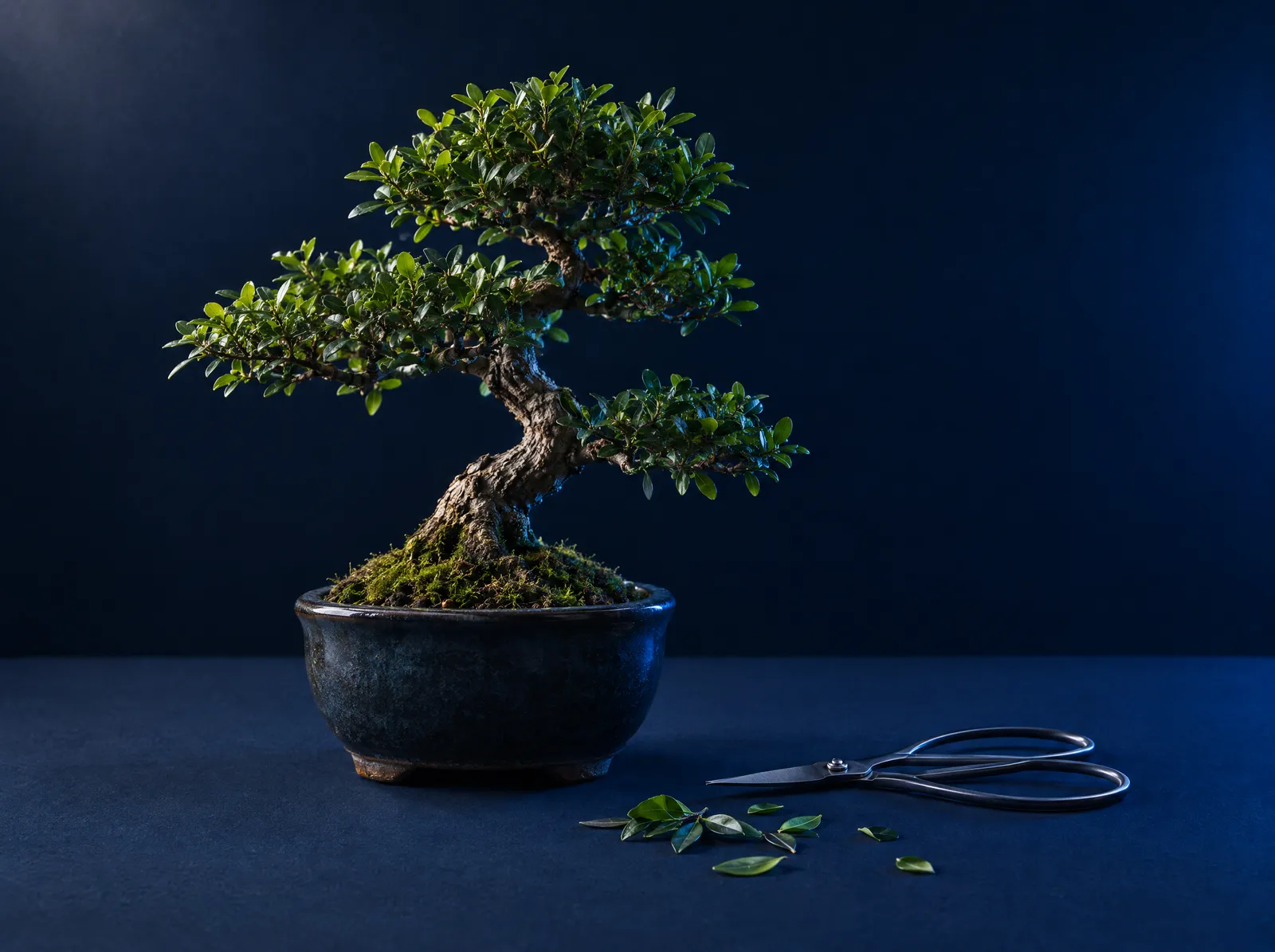 A carefully pruned bonsai with pruning scissors and trimmed leaves.